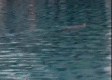 "ĆERKA MI UMIRE..." HOROR U AKVA-PARKU U HRVATSKOJ: Devojčica (3) pala iz očevog naručja na beton i preminula!