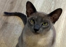 NAJOPASNIJI KLEPTOMAN U KOMŠILUKU IMA ČETIRI ŠAPE Kad vidite šta sve ovaj mačak voli da krade od komšija, plakaćete od smeha! (VIDEO)