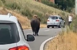 BIZONI IZNENADILI MEŠTANE KOD PRIŠTINE Pogledajte snimak (VIDEO)