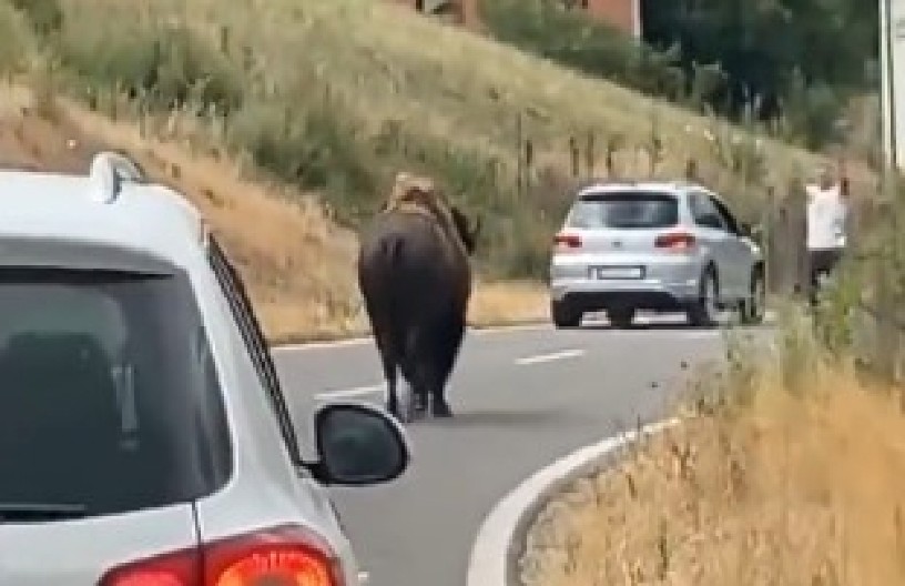 BIZONI IZNENADILI MEŠTANE KOD PRIŠTINE Pogledajte snimak (VIDEO)