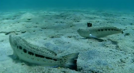 SRPSKI TURISTI USNIMILI OTROVNE RIBE NA GRADSKOJ PLAŽI! Šok u Neos Marmarasu (VIDEO)