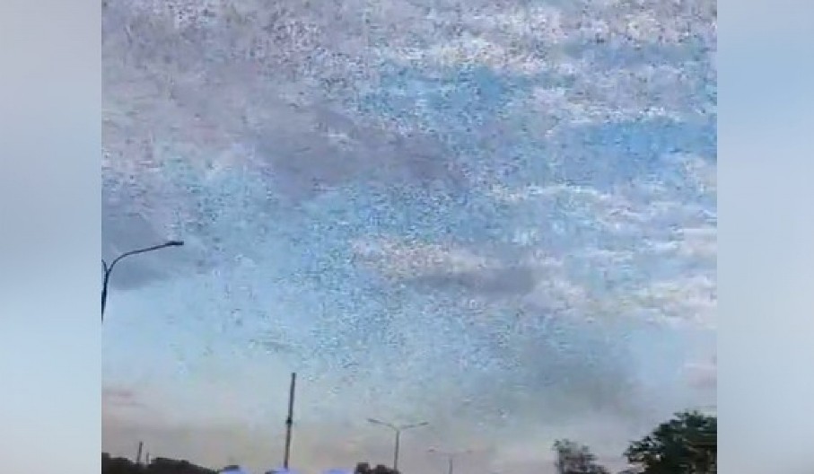 ROJEVI SKAKAVACA U UKRAJINI: Kijev krivi "ruski ekocid"