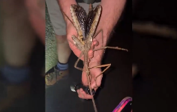 NOVA VRSTA INSEKTA OTKRIVENA U AUSTRALIJI! Ogroman je, a verovatno i najteži u toj zemlji (VIDEO)