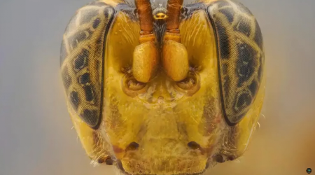 SKANDALOZNO OTKRIĆE: Radioaktivno gnezdo osa pronađeno u skladištu nuklearnog otpada u SAD