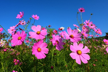 CVEĆE KOJE VREDI POSADITI U AVGUSTU Dvorište će vam biti puno boja sve do zime