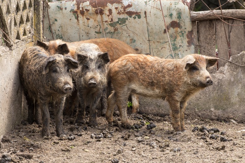 TELIMA UBIJENIH ŽENA HRANIO SVINJE! Detalji slučaja sablasni, svi čekaju njegovo svedočenje!