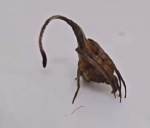 MISLILI SU DA JE OBIČAN LIST, A ONDA JE POČELO DA SE MRDA Stvorenje iz noćne more tera jezu niz kičmu, snimak šokirao svet! (VIDEO)