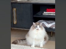 „KAKO JE USPEO TO DA URADI?“ Snimak mačka koji odmara u neobičnoj pozi nasmejao 3 miliona ljudi!