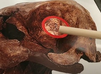 ŠOKANTNO OTKRIĆE U DVORIŠTU Čovek pronašao ogromnu vilicu sa šiljatim čeljustima, ali ono najčudnije tek sledi! (VIDEO)