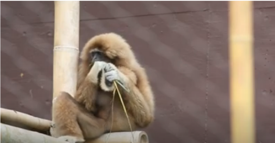KAKO JE JEDAN EKSPERIMENT POKAZAO DA SU MAJMUNI PAMETNIJI OD LJUDI Naučnik je testirao primate u inflaciji, evo kako su se snašli (VIDEO)