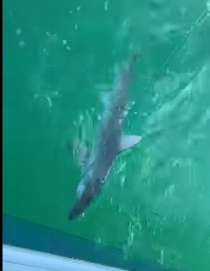 GIGANTSKA NEMAN U JADRANSKOM MORU Istarski ribar je snimio na površini, nećete verovati kako izgleda ova zver (VIDEO)