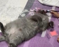 ZBOG OVOG SNIMKA DRUŠTVENE MREŽE IZGORELE Urnebesna igra devojčice i mačke podelila javnost - da li je ovo zlostavljanje životinje? (VIDEO)