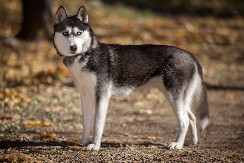 PAS JE ZNAO DA NEŠTO NIJE U REDU Danima je kopao rupu u dvorištu, komšiluk je ostao U ŠOKU kad su saznali šta je pronašao!