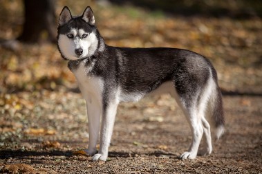 PAS JE ZNAO DA NEŠTO NIJE U REDU Danima je kopao rupu u dvorištu, komšiluk je ostao U ŠOKU kad su saznali šta je pronašao!