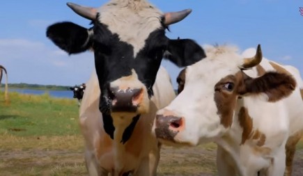 DRAMA ZU DOBOJU: Pucnjima i batinama mu iznudili tele