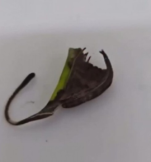 OVO JOŠ NISTE VIDELI Ljudi na mrežama potpuno  šokirani - Kakvo je ovo stvorenje?