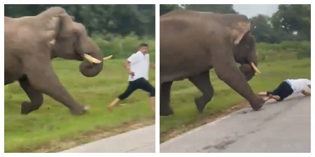 MUŠKARCA SA BALKANA IZGAZIO SLON U INDIJI! Sve zabeleženo kamerama, teško je povređen! (VIDEO)