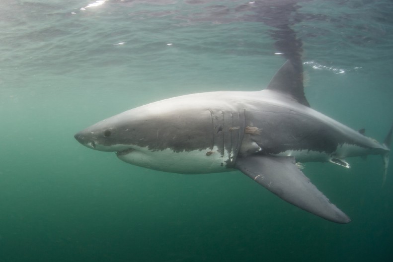 DRON OTKRIO VELIKU BELU AJKULU KAKO SE PRIBLIŽAVA OBALI Vrebala je blizu najpopularnijih plaža - izdato je hitno upozorenje plivačima