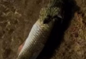 HOROR U PRIRODI Otrovnica otvorila čeljusti i ščepala ribu direktno za glavu, snimak šokirao region! (VIDEO)