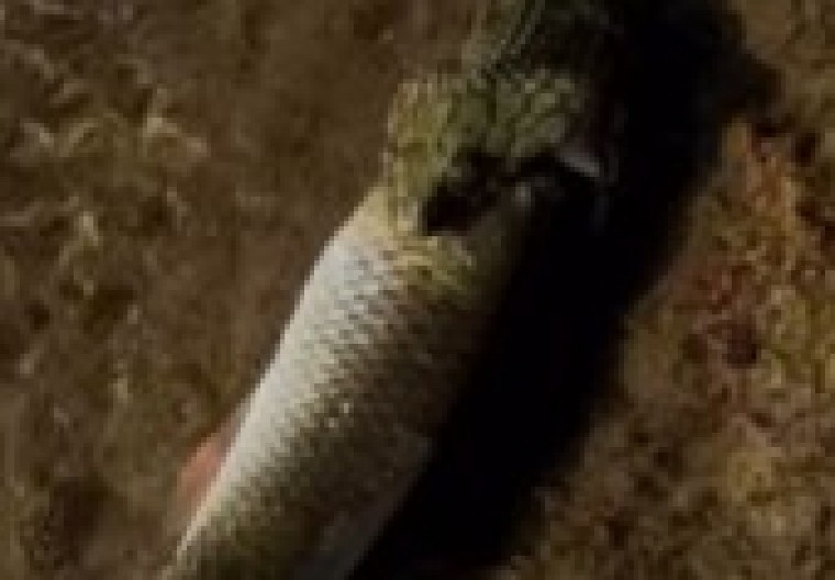 HOROR U PRIRODI Otrovnica otvorila čeljusti i ščepala ribu direktno za glavu, snimak šokirao region! (VIDEO)