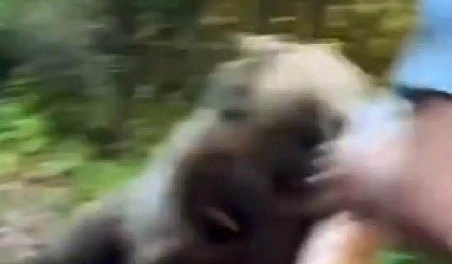 DIVLJA ZVER BRUTALNO NAPALA ČOVEKA Pokušao da je nahrani, a onda je usledio pakao! (VIDEO)