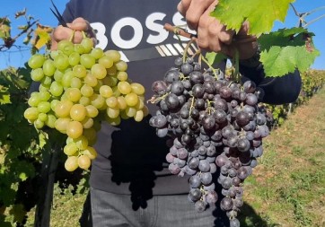 DOKTOR OTKRIO KOJE GROŽĐE JE BOLJE, CRNO ILI BELO "Testirao sam ga na sebi, šećer mi skočio na 15"