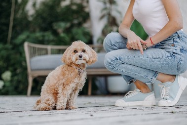 NEĆEŠ TI NIGDE Šarmantna kuca sprečila vlasnicu da izađe iz kuće - evo kako
