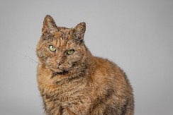 ZAŠTO MAČKE MRZE NEKE LJUDE? Stručnjak ima odgovor - neće vam se svideti