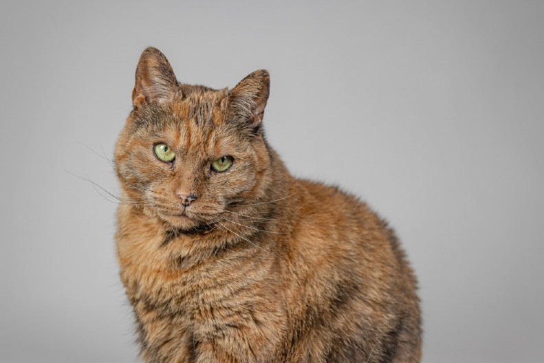 ZAŠTO MAČKE MRZE NEKE LJUDE? Stručnjak ima odgovor - neće vam se svideti