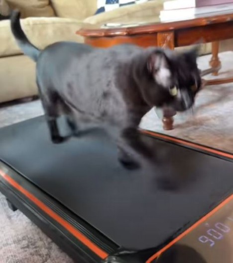 “POMER’ SE, SAD JE MOJ RED!” Mačak oterao gazdaricu sa trake i pokazao kako se to radi (VIDEO)