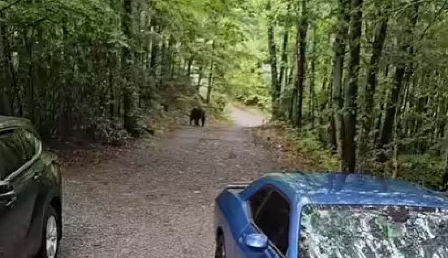 MEŠTANI ŠAR PLANINE POBESNELI ZBOG OVOG PRIZORA! Videli su ga kako šeta deponijom! (VIDEO)