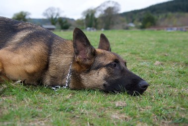 ODANOST KOJA LEDI KRV U ŽILAMA Pas 23 dana čuvao mrtvog vlasnika, ono što je radio nateralo spasioce na suze!
