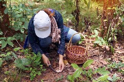POSLE KIŠE, SVI U ŠUMU Sezona "lova" na pečurke je počela, uzimaju 1.000 dinara za kilogram, a u selu na jugu Srbije ima ih na pretek