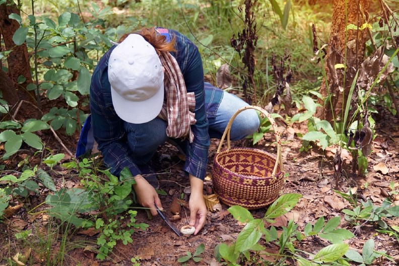 POSLE KIŠE, SVI U ŠUMU Sezona "lova" na pečurke je počela, uzimaju 1.000 dinara za kilogram, a u selu na jugu Srbije ima ih na pretek