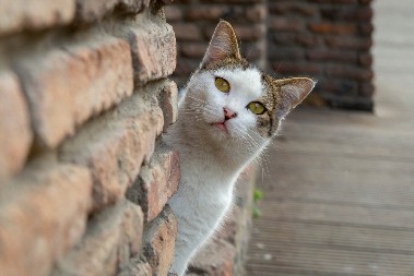 ŠTA MAČKE RADE KADA POBEGNU OD KUĆE? Pogledajte ovu scenu- kao iz akcionog filma