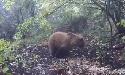 MEDA NA TARI SE POGUBIO, NE PLANIRA U ZIMSKI SAN Snimljen šta radi, ne deluje po njemu da će zima skoro! (VIDEO)