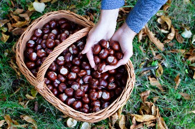 KRALJEVSKI KESTEN IZ SRBIЈE: Zašto je pitomi kesten sa Fruške Gore zaboravljen i kako se pravi najzdraviji posni hleb