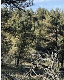 MOŽETE LI VI PRVI DA GA PRONAĐETE? Samo 1% ljudi uspe da vidi jelena na slici – optička iluzija koja zbunjuje ceo internet!