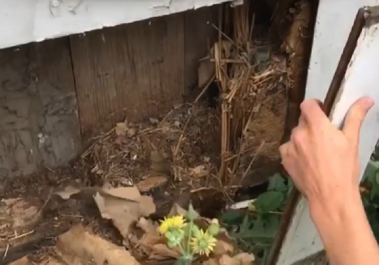 NEVEROVATNO OTKRIĆE U STAROJ KUĆI Par srušio zid, zanemeli kad su videli kakvo blago je unutra! (VIDEO)