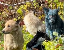 SVET OVO JOŠ NIJE VIDEO Jezivi snimci iz Černobilja preplavili mreže — pojavili se potpuno plavi psi! (VIDEO)