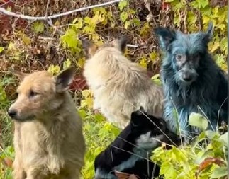 SVET OVO JOŠ NIJE VIDEO Jezivi snimci iz Černobilja preplavili mreže — pojavili se potpuno plavi psi! (VIDEO)