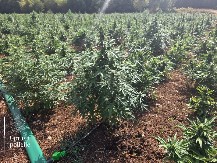 AKCIJA “TRNOVO”: Uhapšen treći osumnjičeni za najveću plantažu marihuane u Crnoj Gori