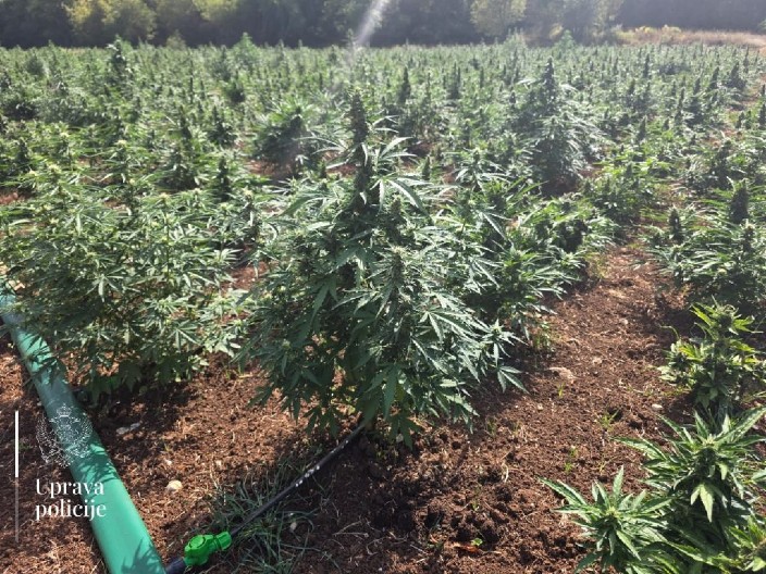 AKCIJA “TRNOVO”: Uhapšen treći osumnjičeni za najveću plantažu marihuane u Crnoj Gori