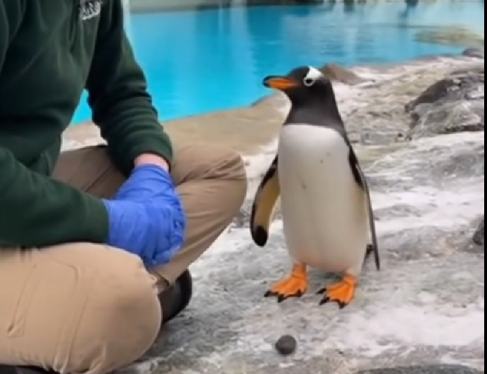 PRESLATKO Pingvin izjavio ljubav devojci koja brine o njemu - pogledajte šta joj je poklonio