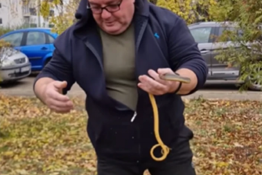 ZMIJA DUGAČKA METAR PRONAĐENA U DVORIŠTU ŠKOLE! Panika u Vranju, zmijolovac otkrio o KOJOJ je vrsti reč! (VIDEO)