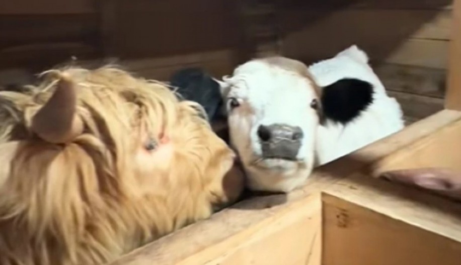 SNIMAK KOJI ĆE VAS DIRNUTI DO SUZA Vlasnica poljubi svaku životinju pre spavanja – ono što krave i magarci urade posle toga topi srce! (VIDEO)