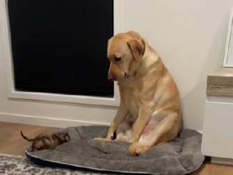 ''MAMA, ŠTA JE OVO?'' Hit snimak labradora nasmejao internet do suza - pogledajte samo taj izraz lica! (VIDEO)