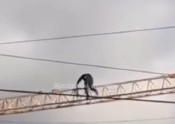 JEZIV SNIMAK SA GRADILIŠTA RAZBESNEO REGION Pogledajte šta ovaj čovek radi da bi prehranio porodicu - izbila žestoka rasprava na mrežama! (VIDEO)