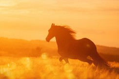 GODINA VATRENOG KONJA DONOSI NADLJUDSKU MOĆ  Proverite kome će se sve ostvariti baš sve želje - možda ste to upravo vi