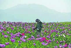 POHVALA TALIBANIMA Proizvodnja opijuma naglo opala